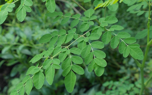 The miracles of Moringa