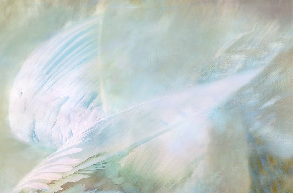 Angel's Embrace Star Song