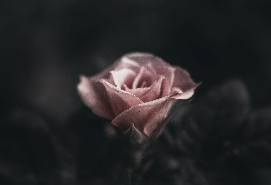 Smoky Rose Star Song