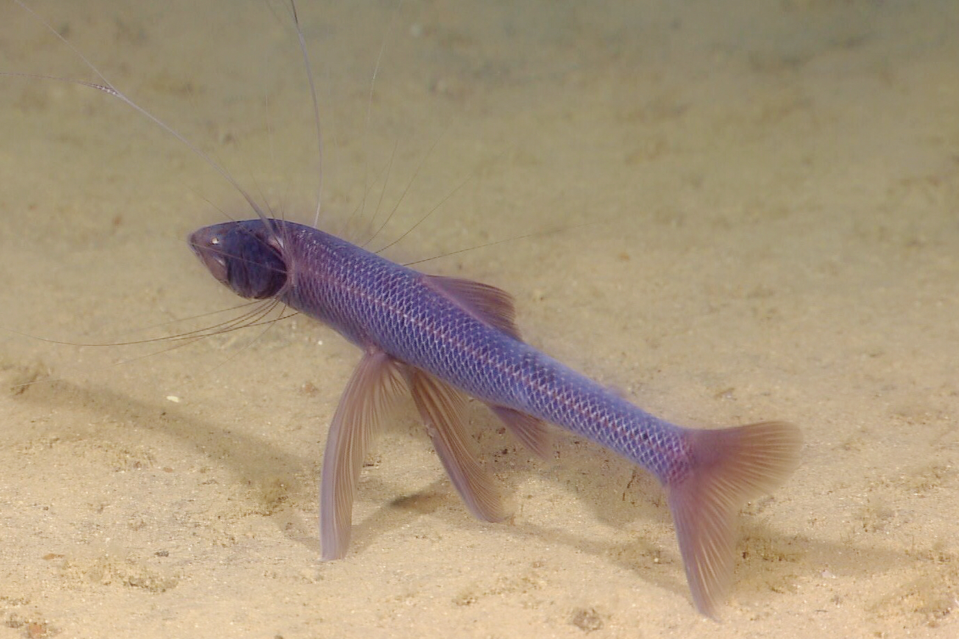 Timphol Fish Day 129 – Symbaya